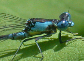 Aurora Damsel